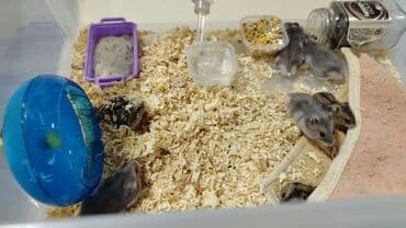 doberman iti qiymeti: Salam aleykum Cırtdan hamsterlər - Növ: cırtdan (Djungarian) hamster — 9