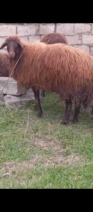 Dovşanlar: Dişi morkaravan cinsi qoyun satılır damazliq 1 il2 ayliqdi ciddi — 5