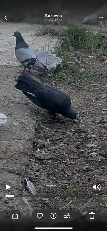 etibarli əllərə verilir: Tutulmadı. Damların arasıynan day yox quşlarımnan yuxarıdan tutulub — 2