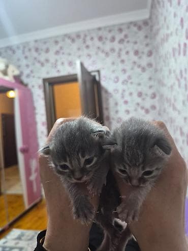 tükü olmayan pişik: Yaxşı əllərə — 1