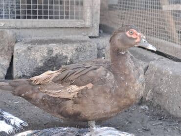 Ət: Salam lal ördəklər satılır . Tam çəkilərin almış yerli və cins 700 — 7