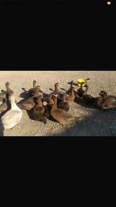 bala ordək: Erkək, | Lal ördək, Ətlik — 4