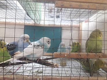 top az itler: Quşlar 10azn fikri ciddi olanlar əlaqə saxlasın — 8