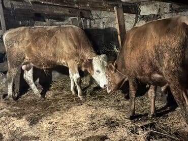 heyvan bazari inekler: Теленок, Самец, месяцев: 1, 105120 кг, Для мяса, Самовывоз — 1