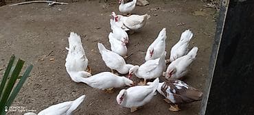 ördey: Musk ördəkləri (indo-ördək) – ağ rəngli sürü - Növ: Musk/indo-ördək - — 2