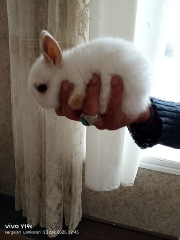 heyvan meymun: Salam anqor dekerativ aslanbaş karlik balalari evdə saxlanan dovşan — 7