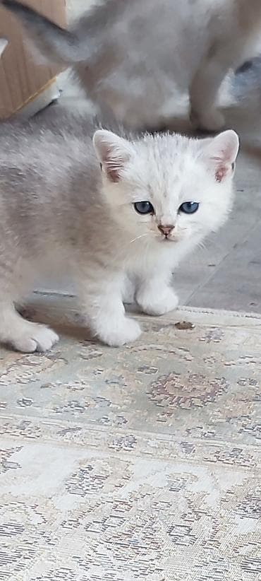 шиншилла британская: Золотая шиншилла, Самец, В добрые руки — 9