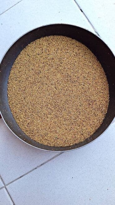 Yonca tumu satılır lalafo.az -da Yonca tumu satılır