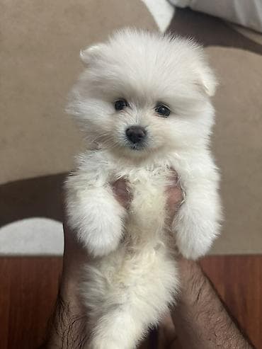 xamyak yuvası: Pomeranian Spitz bala – ağ krem rəngli, super yumuşaq və sıx ikiqat — 4