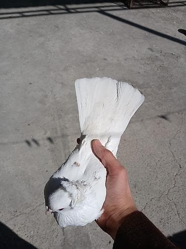 papuqay quş: Hamsi satilir oz damazdiq heyvanlarimdi bezi prablelere gore satiram — 8