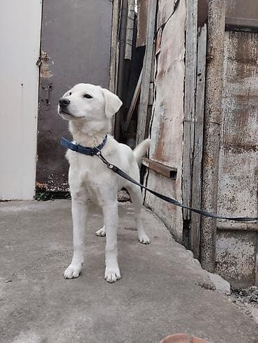 Labrador-retriver, 1 il, Erkek, Ünvandan götürmə — 3
