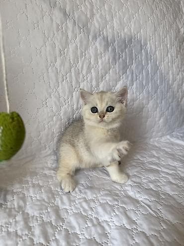 bala tutuquşu: Qızıl şinşilla, Erkək — 2