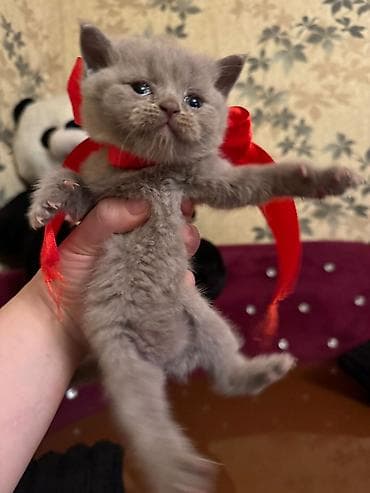 ucuz pisik satisi: Britan — 3