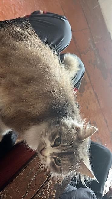 Pişiklər: Yaxşı əllərə, Ünvandan götürmə — 1