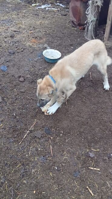 pidbul iti: Kanqal, 6 ay, Dişi, Ünvandan götürmə — 6