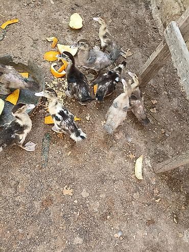 Kənd təsərrüfatı quşları: Evden kocuruk deyene satiram hamisini . tek tek satmiram . Muscovy — 2
