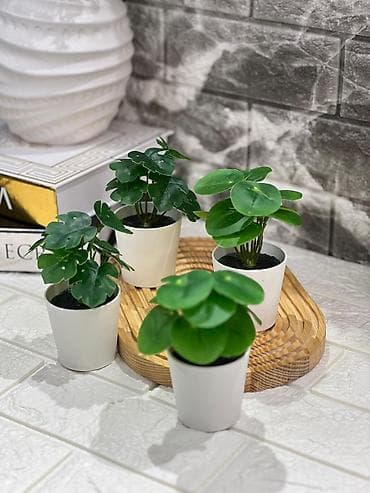 ag guller: Dekor gül — 2