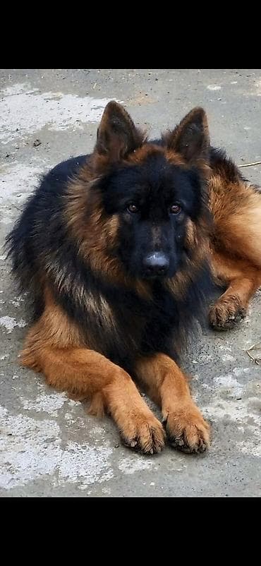 afcarka balasi qiymetleri: Alman çoban iti, Erkek — 4