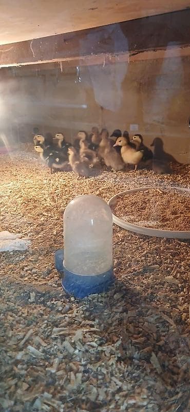 ucuz cuce: Lal ördəy ördəyi balaları – müxtəlif rənglərdə (sarı, qəhvəyi — 2