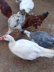 Inəklər, öküzlər: Erkək, | Lal ördək, Ətlik — 2