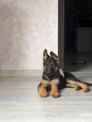 çubuş itlər: Alman çoban iti, Peyvəndli — 1