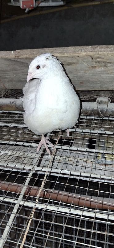 heyvan per page 40: Texas Bildirçinləri biri 3 azn.8fərə 3 xoruz — 3