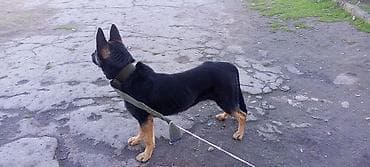 gəncə toyuq satan: Alman çoban iti, 6 ay, Dişi — 8