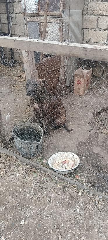 coban iti sekilleri: Dişi — 5