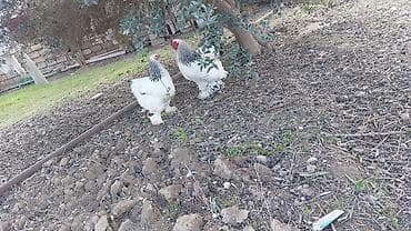 Toyuq, Brama, Damazlıq