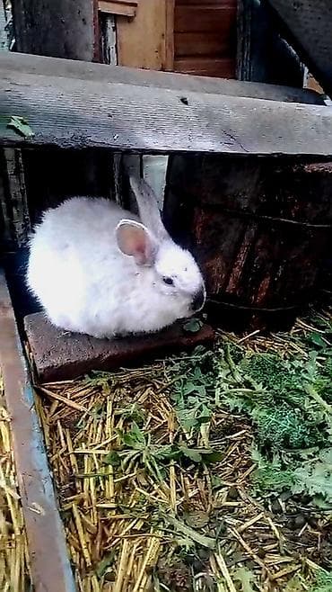 Бараны, овцы: 4 aylıq erkek dovşan satılır. Qiymət 10 manatdır.Ünvan — 2