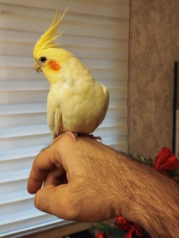 попугай корелла: Satilir. saglam oynagan cut karella. erkek disi 9 ayliqdilar. ev — 6