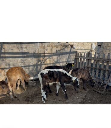 İtlər: Satışda: bala buzovlar qrupu Məlumat: - Yaş: təxminən 1–3 aylıq - — 3