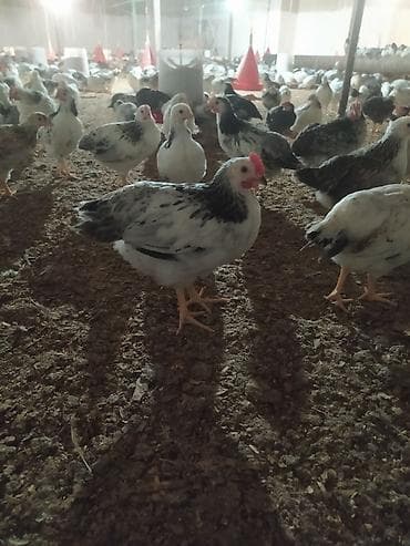 kənd toyuqlarının satışı: Toyuq, Yumurtalıq, Ünvandan götürmə — 4