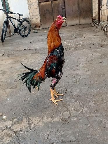 at satisi: Salam herkese heyratı colpası satlr 10 aylıqdı super ırı colpadı real — 5