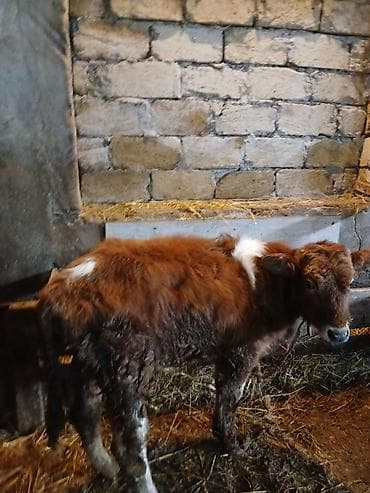 disi dana: Satılır: Erkek Dana real aliciya endirm edecem - Növ: Mal-qara — 2