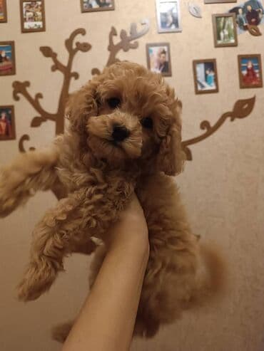 böyük itlər: Pudel, 1 ay — 1