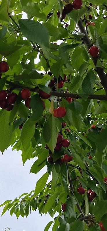 nerdivan satisi: 2 HEKTAR MEYVƏ BAĞI SATILIR! (Evdən ayrı və ya evlə birlikdə) 📌 Əsas — 4