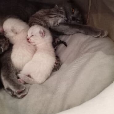 pişik üçün yuva: Şotland yastı qulaq — 6