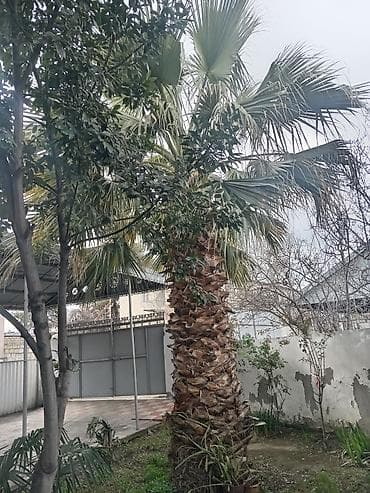 Gübrələr: Satılır: dekorativ Vasinqton palması (fan tipli yarpaqlar) - — 4