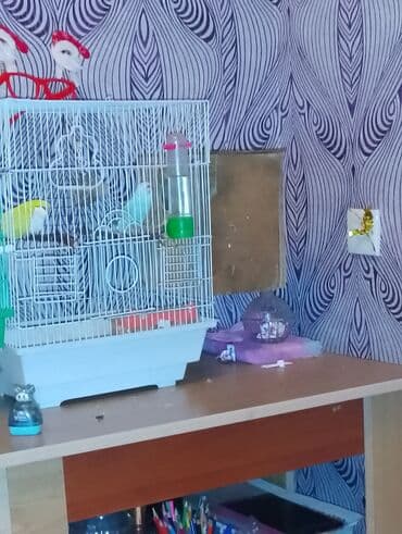 Pişiklər: Dalmaçı qayığı (nimfa/paraket) üçün yuvalama qutusu və cüt dalğıc — 7