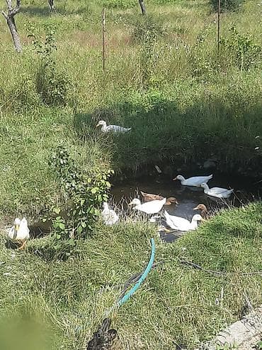 pulsuz it verirem: Təsvir: - Təbii şəraitdə saxlanılan ördəklər qrupu. 17 ana ördək, 12 — 2