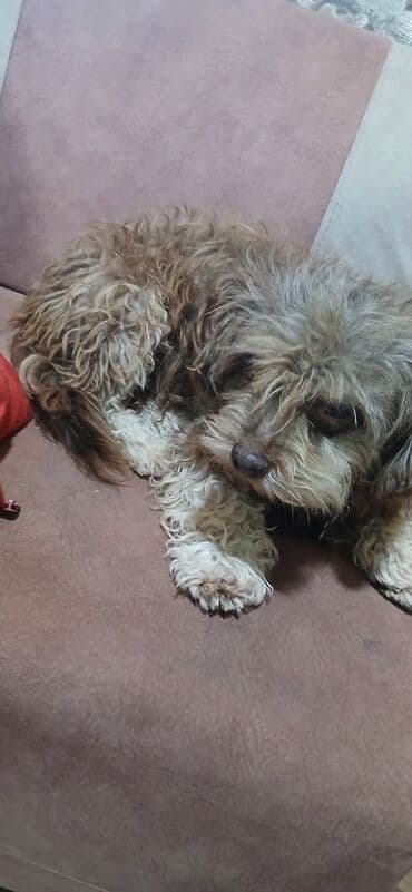 coban it adlari: 4 il, Erkek, Peyvəndli, Ünvandan götürmə — 6