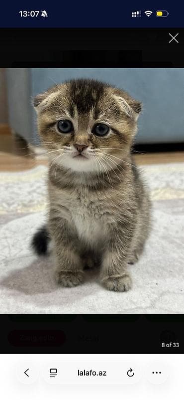 Şotland yastı qulaq — 9