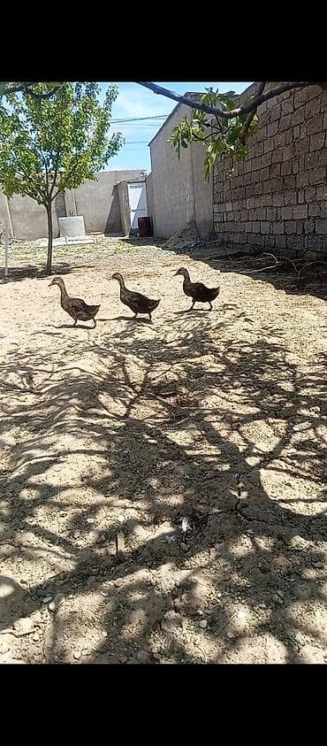 ördey: Salam 4 dişi dişini biri macardi kurte hazırdı 2.3 günü qalıb. 1 Erkey — 3