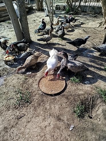 col ordəyi: Lal ördəklər satilir ameran yerli və başq növdə var qiymətlər — 4