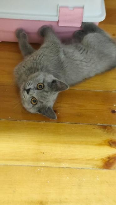 Грызуны: Британская, Самец, Самка, В добрые руки, Самовывоз, Платная доставка — 5