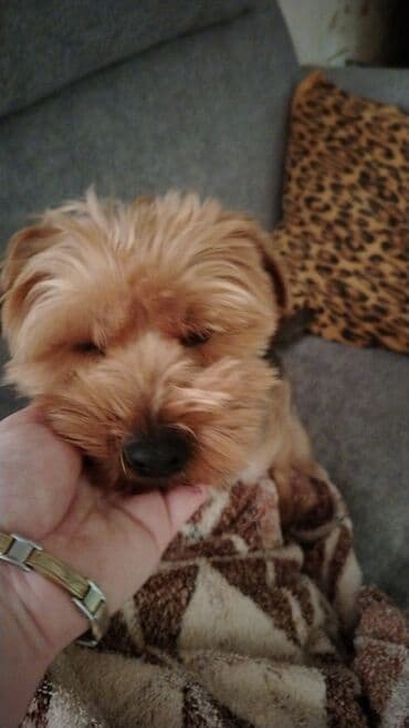 heyvan cütləşməsi: Yorkşir teryer, 10 ay, Erkek, Peyvəndli — 3