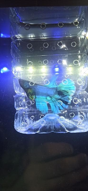 heyvan evləri: Betta (Petuşok balığı), Ünvandan götürmə — 5