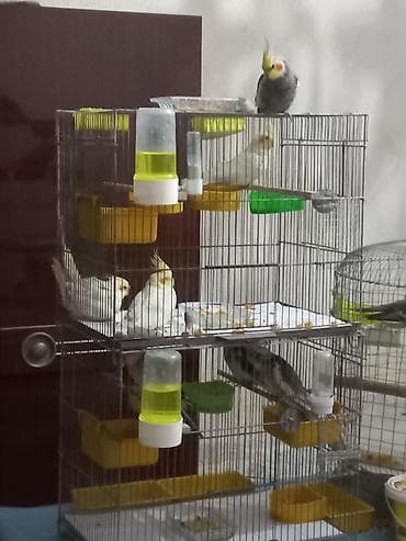 tutuqusu: Nimfa (Cockatiel) tutuquşuları – müxtəlif rəng mutasiyaları ilə — 2