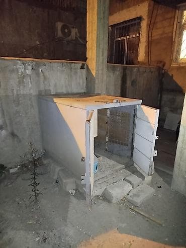 mayali yumurta satisi: Göyərçin hini — 4